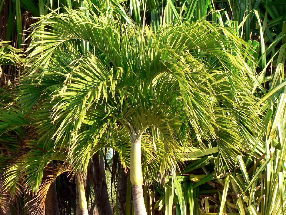 Christmas-Palm closeup