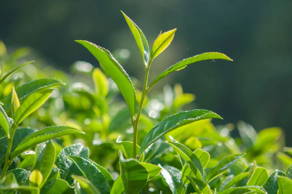 Cold Hardy Tea Plant - USDA Organic