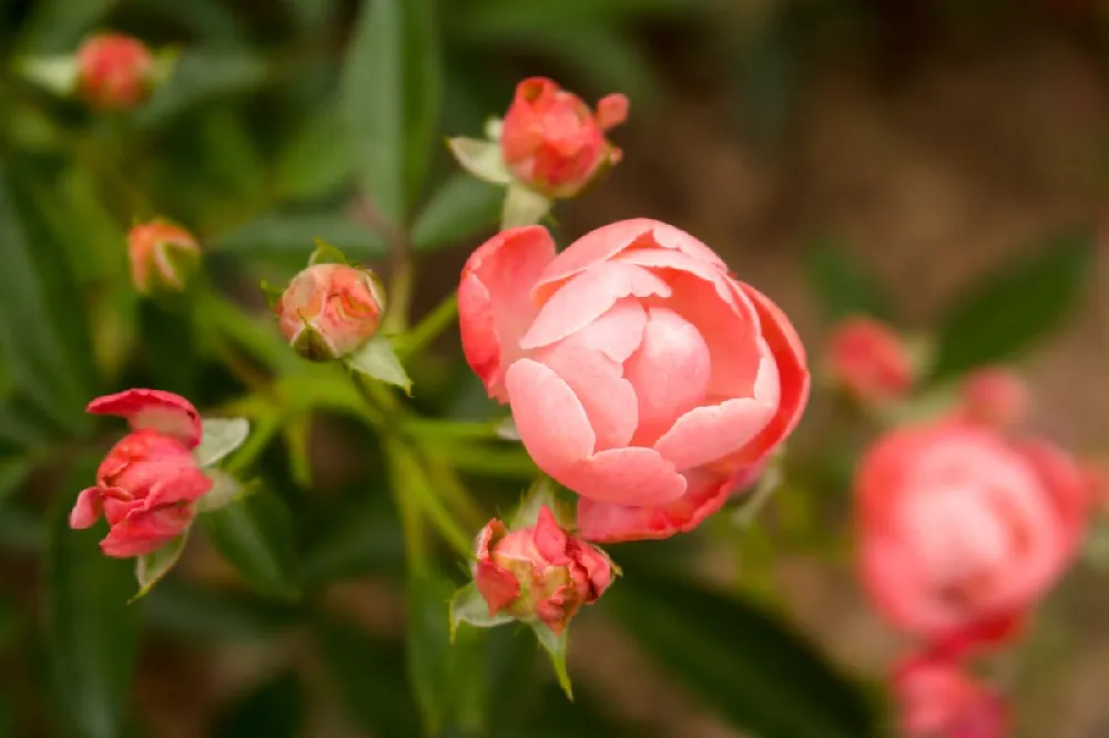 Coral Knock Out® Rose Shrub