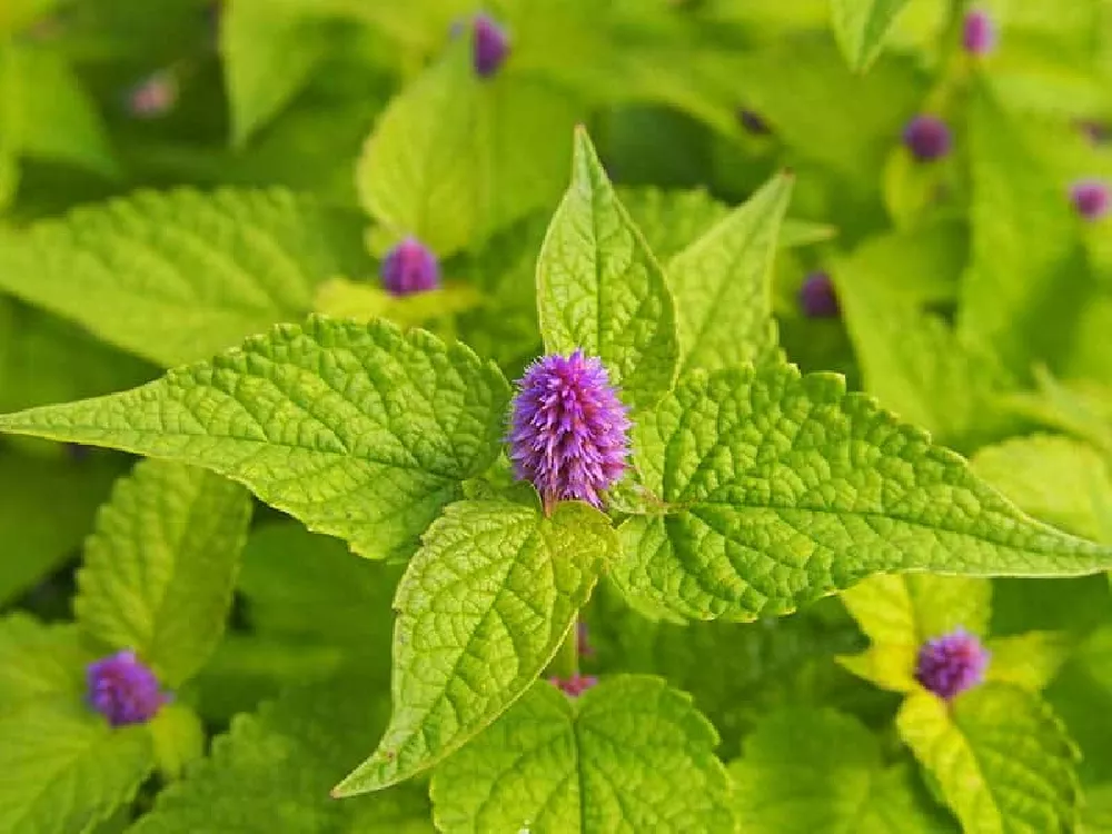Anise Hyssop close up
