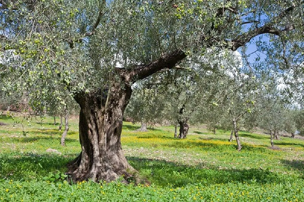 Olive Trees for Sale - Buying & Growing Guide