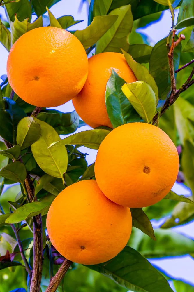 Hamlin Sweet Orange Tree