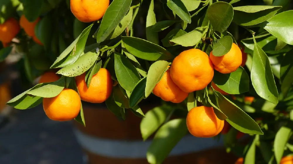 Nules Clementine Tree