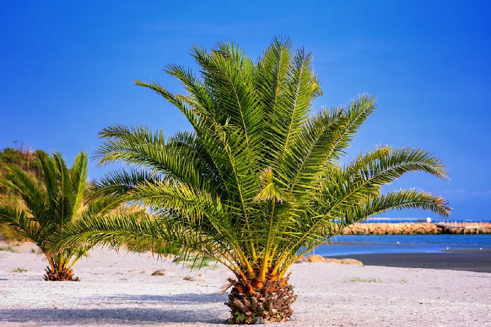 Pindo-Palm-Trees