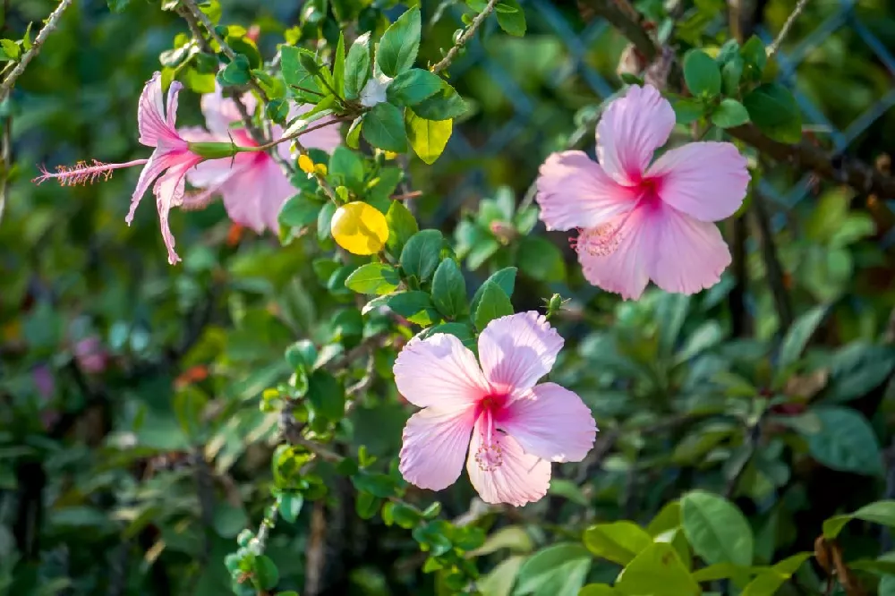 Pink Tropical Hibiscus Tree 1