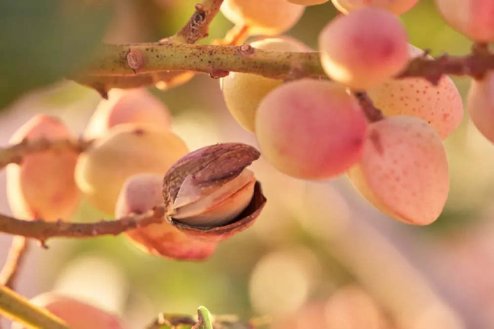 Pistachio Tree Nut