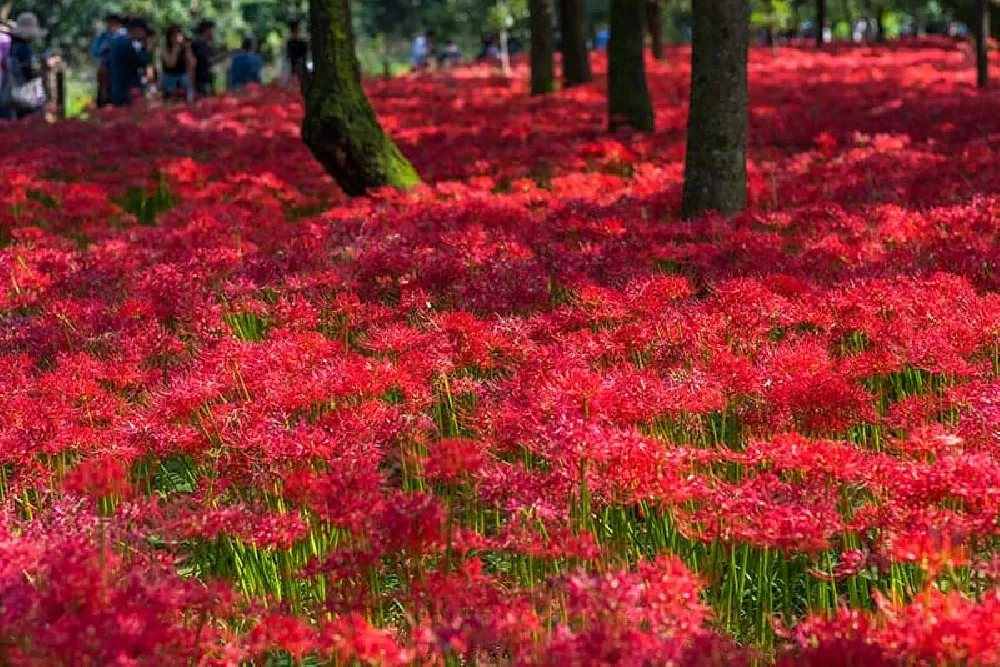 Red Spider Lily grove