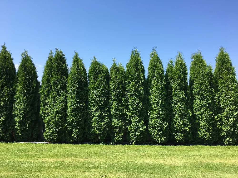 Thuja Green Giant Trees