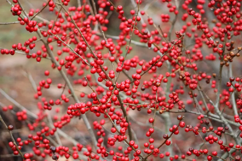 Winter Red Winterberry Holly Shrub
